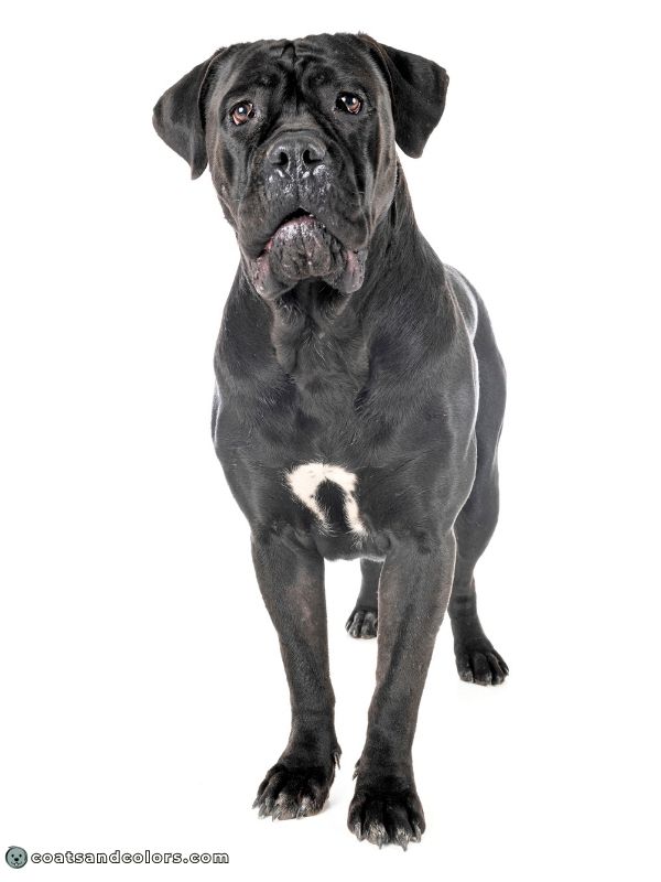 coatsandcolors.com Cane Corso colors white markings chest patch