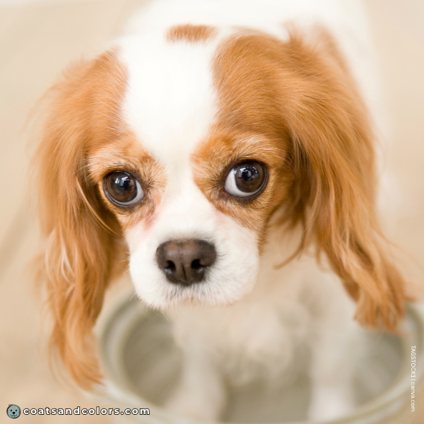 coatsandcolors.com Cavalier King Charles Spaniel Colors Blenheim spot 3