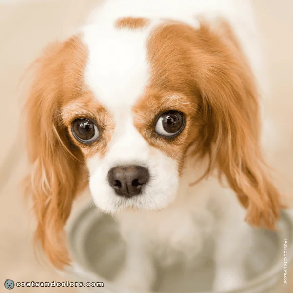 coatsandcolors.com Cavalier King Charles Spaniel Colors Blenheim spot 3