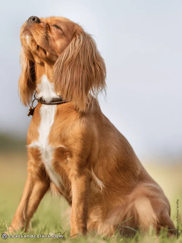 coatsandcolors.com Cavalier King Charles Spaniel Colors abstract