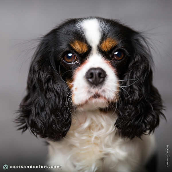 coatsandcolors.com Cavalier King Charles Spaniel Colors black tri