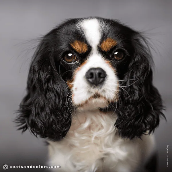 coatsandcolors.com Cavalier King Charles Spaniel Colors black tri