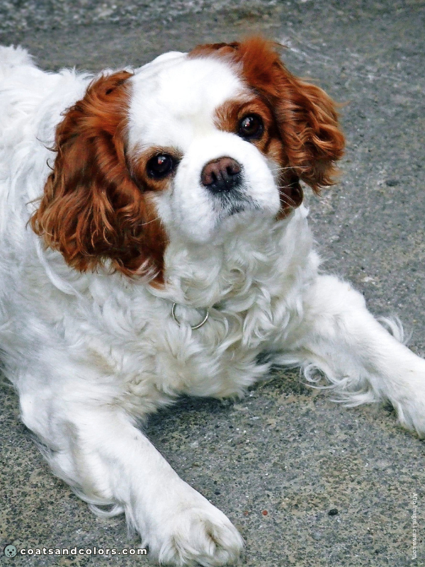 coatsandcolors.com Cavalier King Charles Spaniel Colors clown face 2