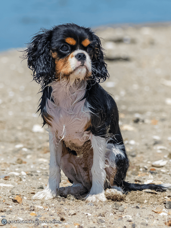 coatsandcolors.com Cavalier King Charles Spaniel Colors coat 2