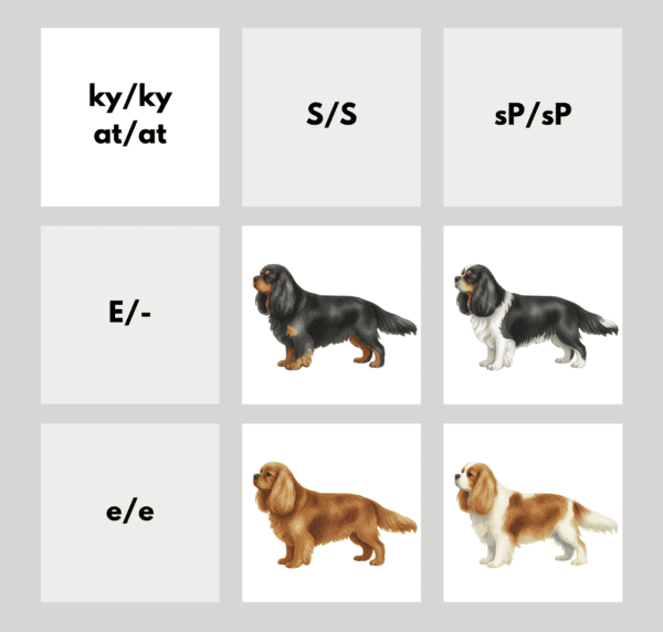 coatsandcolors.com Cavalier King Charles Spaniel Colors color chart