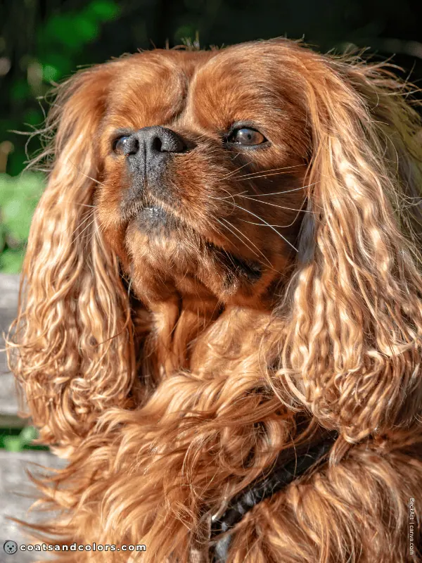 coatsandcolors.com Cavalier King Charles Spaniel Colors curly ear feathering