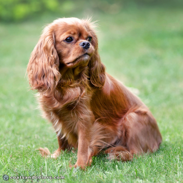 coatsandcolors.com Cavalier King Charles Spaniel Colors ee
