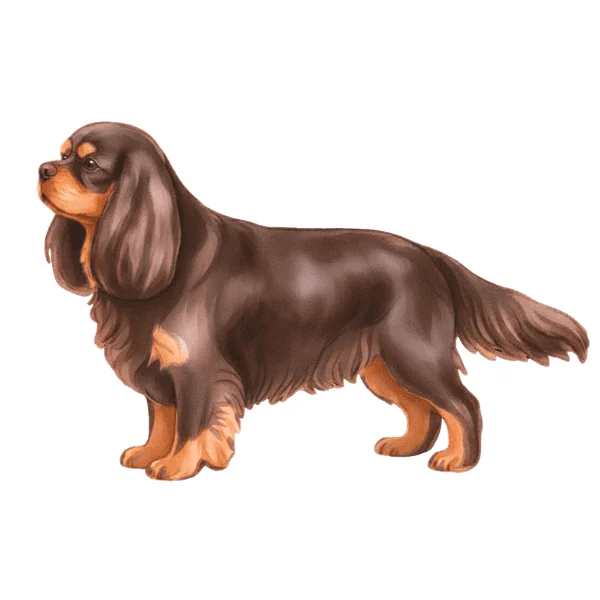 coatsandcolors.com Cavalier King Charles Spaniel Colors faulty colors chocolate