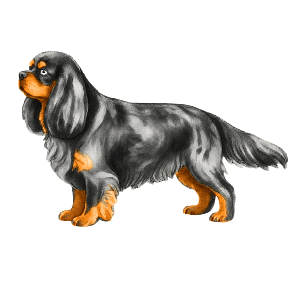 coatsandcolors.com Cavalier King Charles Spaniel Colors faulty colors merle
