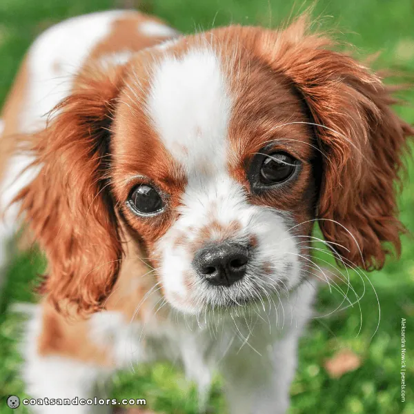 coatsandcolors.com Cavalier King Charles Spaniel Colors freckles