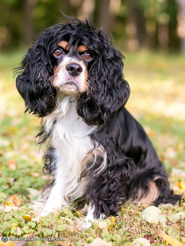 coatsandcolors.com Cavalier King Charles Spaniel Colors head tuft
