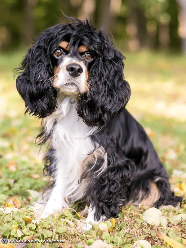 coatsandcolors.com Cavalier King Charles Spaniel Colors head tuft