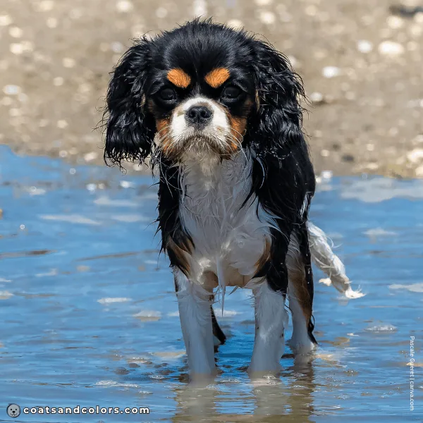 coatsandcolors.com Cavalier King Charles Spaniel Colors large points