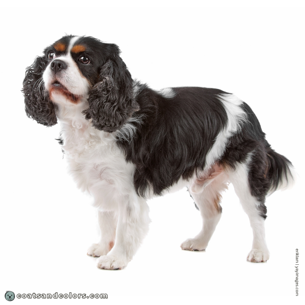 coatsandcolors.com Cavalier King Charles Spaniel Colors parti