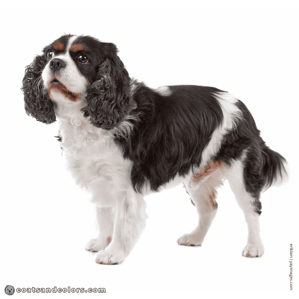coatsandcolors.com Cavalier King Charles Spaniel Colors parti
