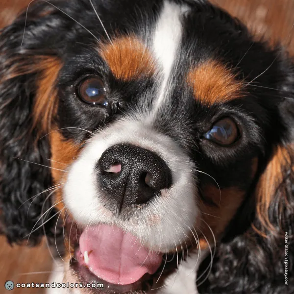 coatsandcolors.com Cavalier King Charles Spaniel Colors pink in nose