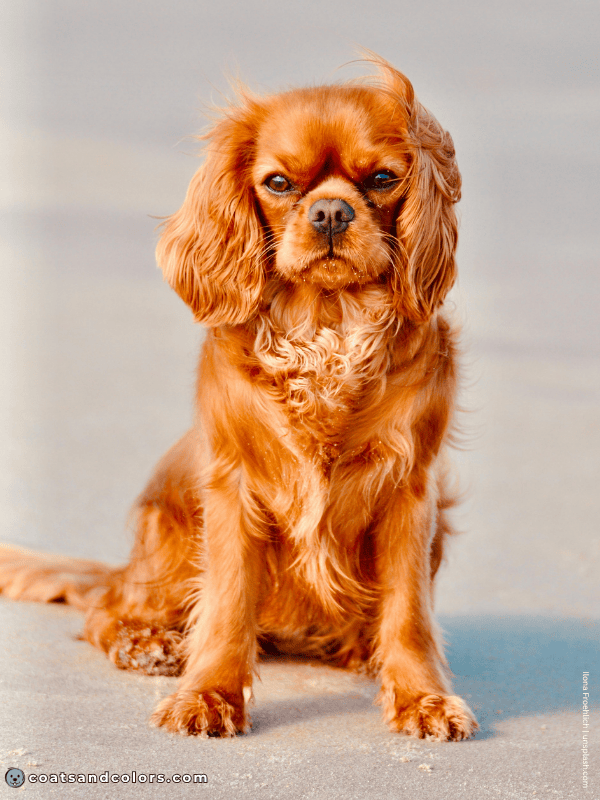coatsandcolors.com Cavalier King Charles Spaniel Colors ruby 1