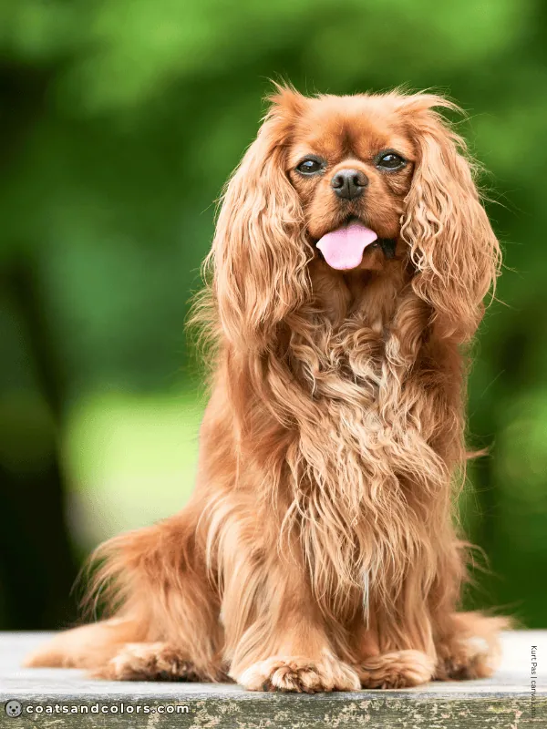 coatsandcolors.com Cavalier King Charles Spaniel Colors ruby 3