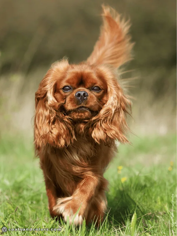coatsandcolors.com Cavalier King Charles Spaniel Colors ruby 3b