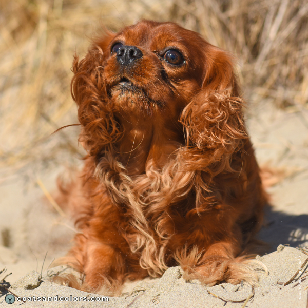 coatsandcolors.com Cavalier King Charles Spaniel Colors ruby red