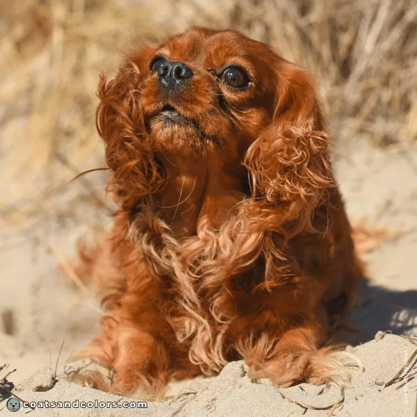 coatsandcolors.com Cavalier King Charles Spaniel Colors ruby red
