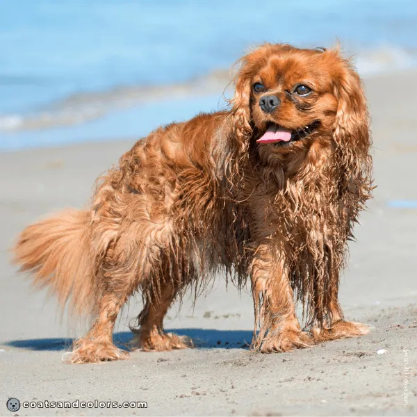 coatsandcolors.com Cavalier King Charles Spaniel Colors solid ruby