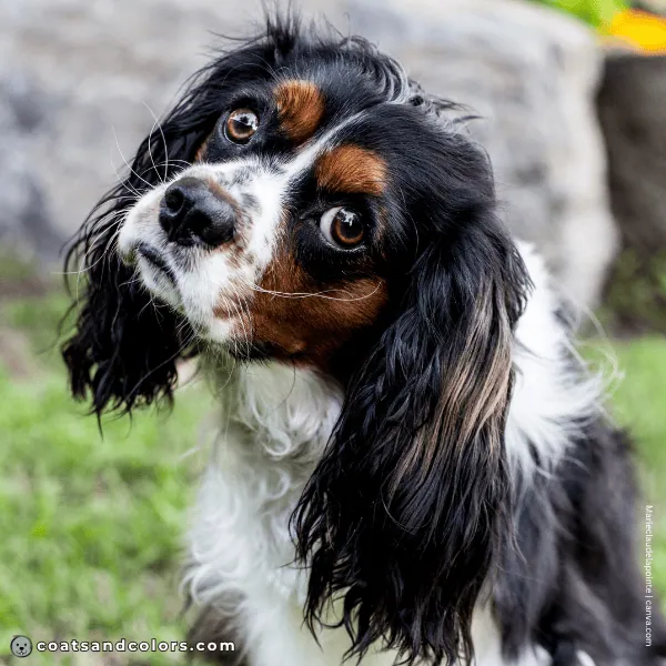coatsandcolors.com Cavalier King Charles Spaniel Colors ticking 3