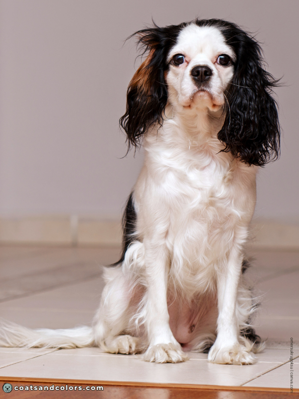 coatsandcolors.com Cavalier King Charles Spaniel Colors too much white