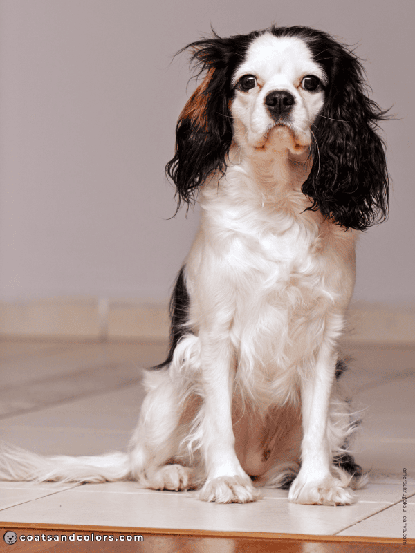 coatsandcolors.com Cavalier King Charles Spaniel Colors too much white