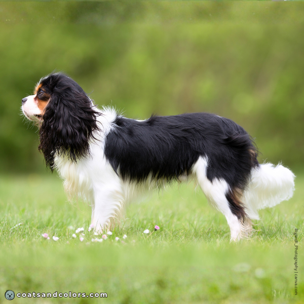 coatsandcolors.com Cavalier King Charles Spaniel Colors white markings 1