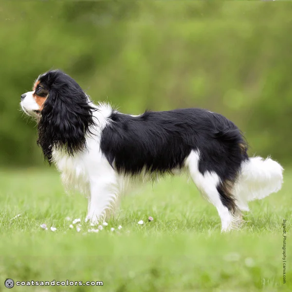 coatsandcolors.com Cavalier King Charles Spaniel Colors white markings 1