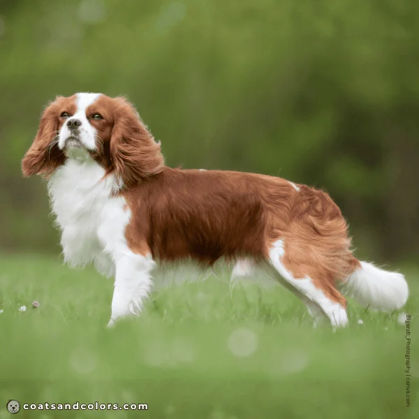 coatsandcolors.com Cavalier King Charles Spaniel Colors white markings 3