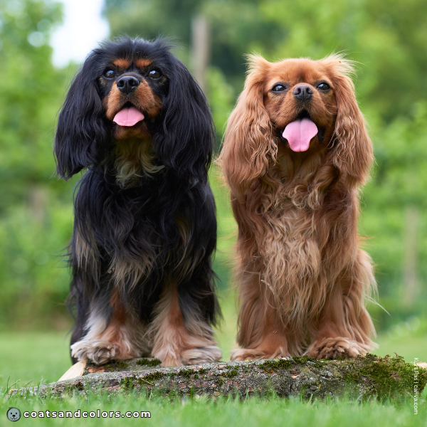 coatsandcolors.com Cavalier King Charles Spaniel Colors whole colors