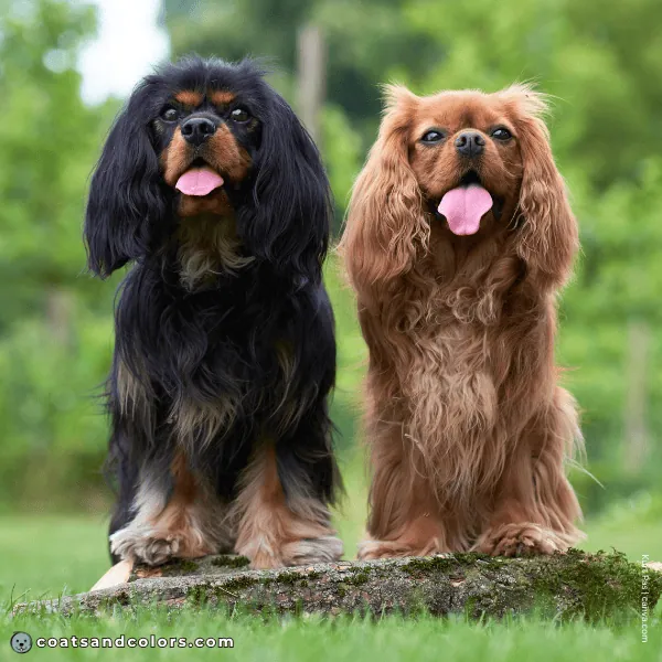 coatsandcolors.com Cavalier King Charles Spaniel Colors whole colors