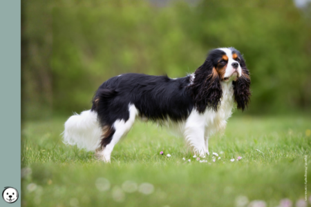 coatsandcolors.com Cavalier King Charles Spaniel Colors 900x600 1