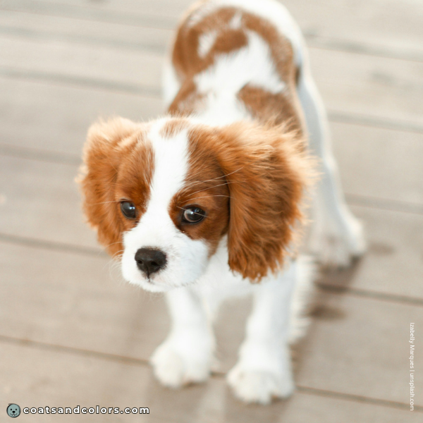 coatsandcolors.com Cavalier King Charles Spaniel Colors Blenheim spot 1
