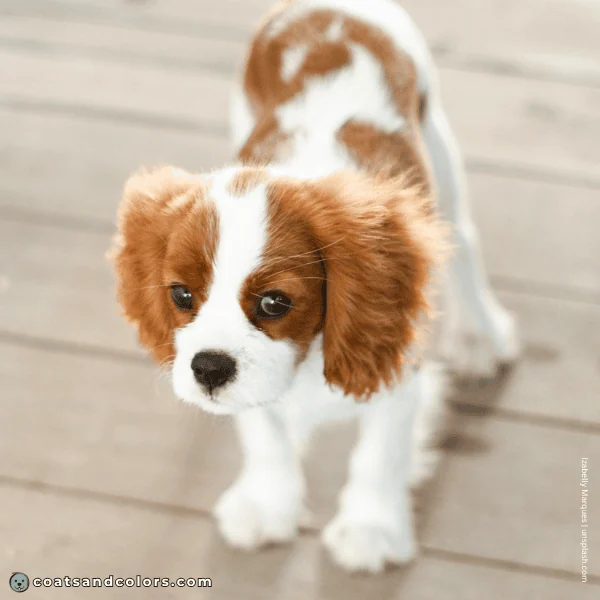 coatsandcolors.com Cavalier King Charles Spaniel Colors Blenheim spot 1