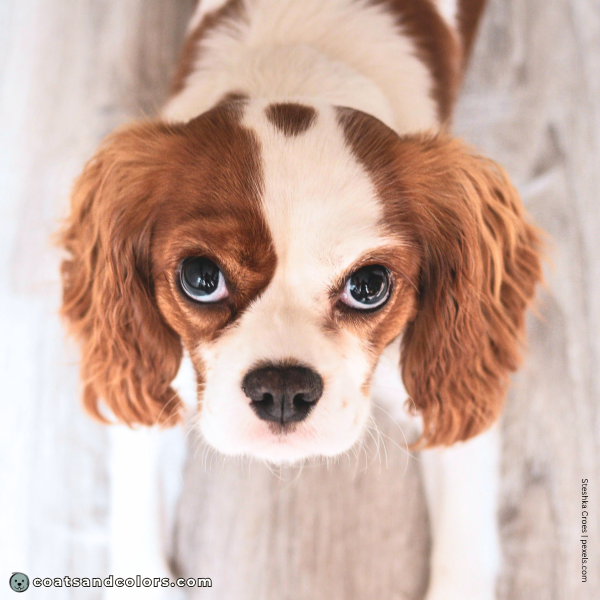 coatsandcolors.com Cavalier King Charles Spaniel Colors Blenheim spot 2