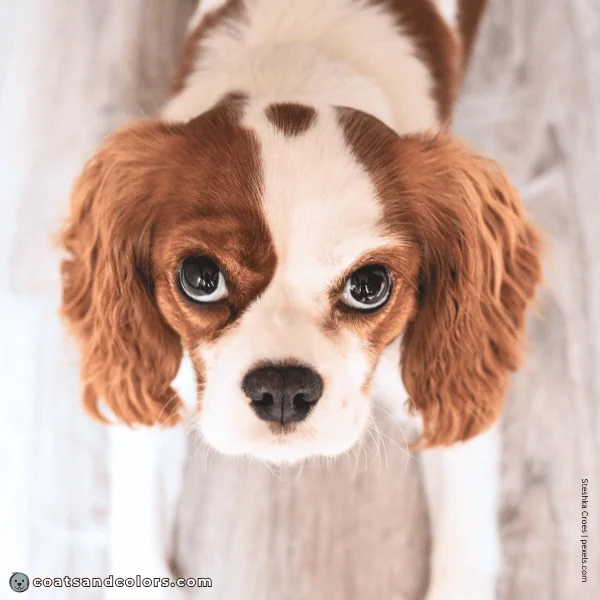 coatsandcolors.com Cavalier King Charles Spaniel Colors Blenheim spot 2