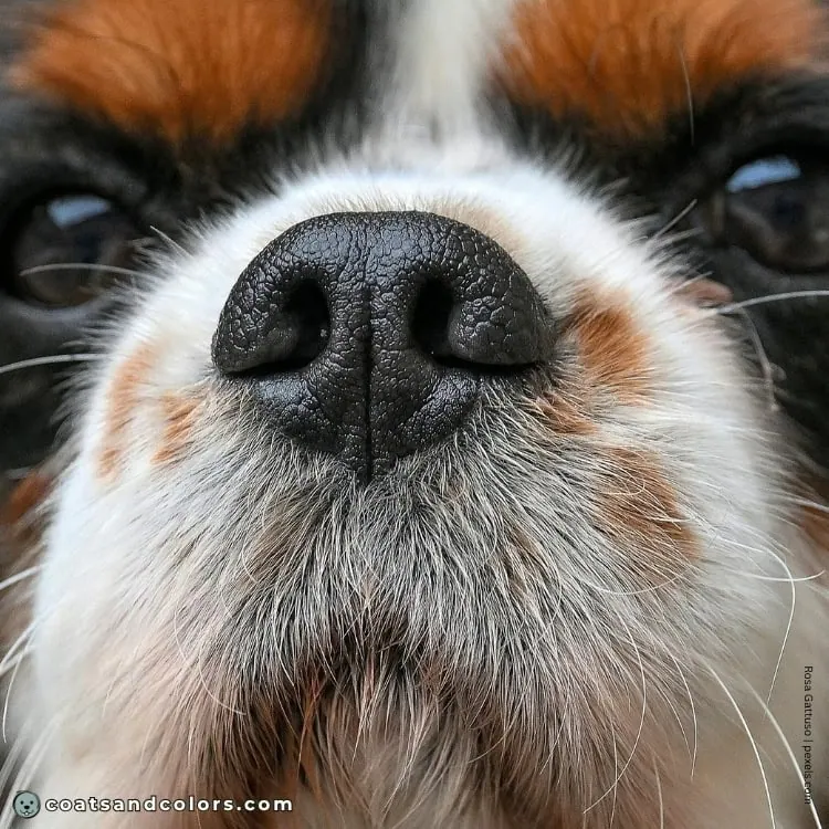 coatsandcolors.com Cavalier King Charles Spaniel Colors black nose