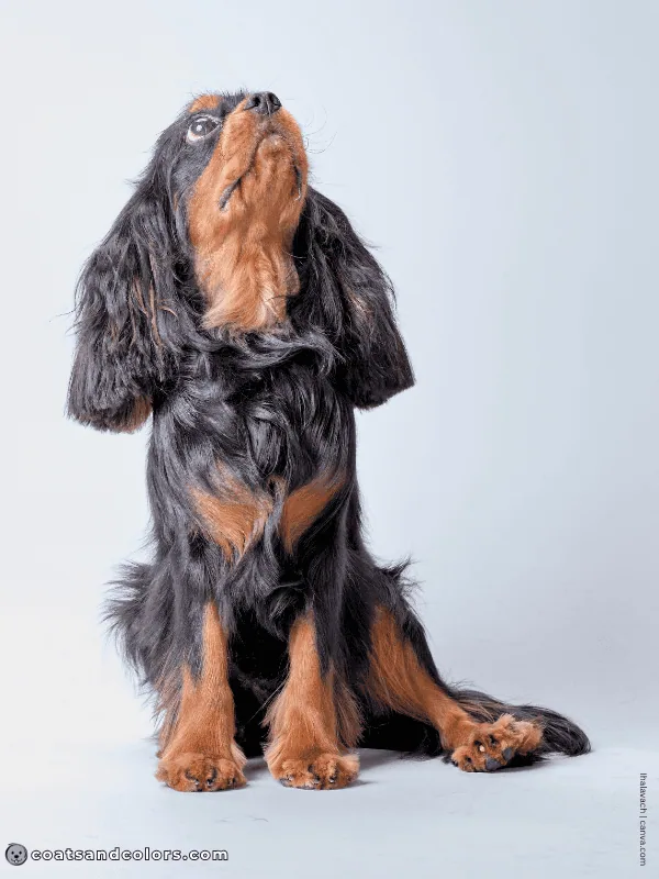 coatsandcolors.com Cavalier King Charles Spaniel Colors black tan 2