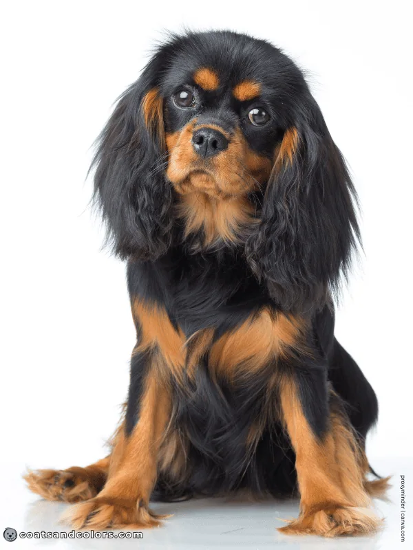 coatsandcolors.com Cavalier King Charles Spaniel Colors black tan 3
