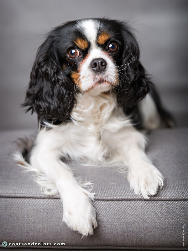 coatsandcolors.com Cavalier King Charles Spaniel Colors black tan white