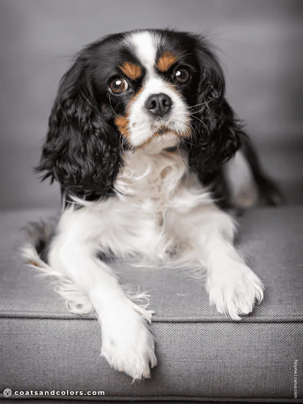 coatsandcolors.com Cavalier King Charles Spaniel Colors black tan white