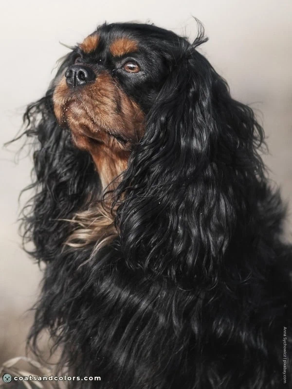 coatsandcolors.com Cavalier King Charles Spaniel Colors black tan
