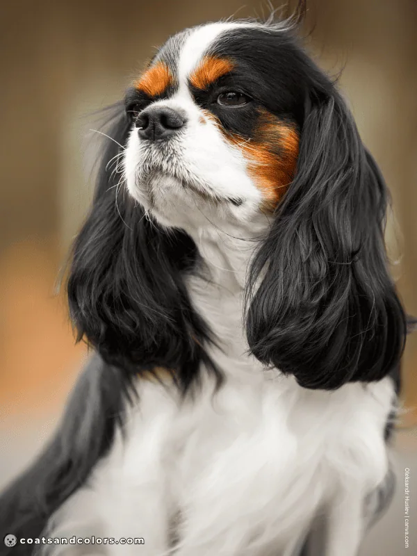 coatsandcolors.com Cavalier King Charles Spaniel Colors black tricolor 2
