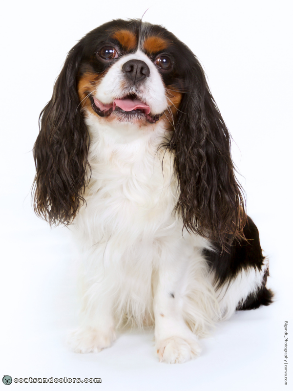 coatsandcolors.com Cavalier King Charles Spaniel Colors black tricolor 3