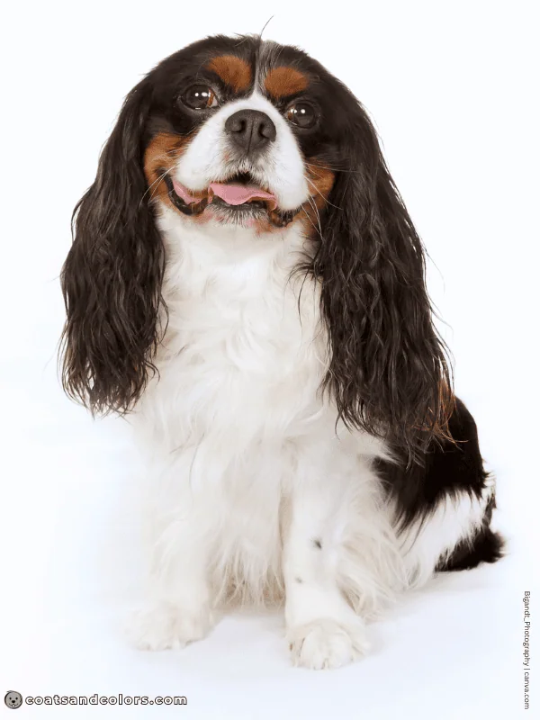 coatsandcolors.com Cavalier King Charles Spaniel Colors black tricolor 3