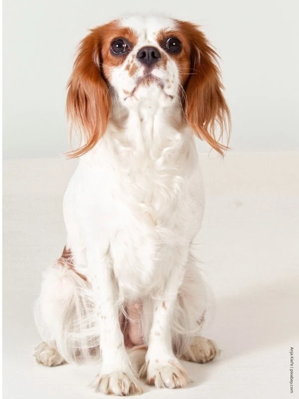 coatsandcolors.com Cavalier King Charles Spaniel Colors blenheim 2