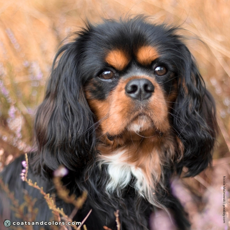 coatsandcolors.com Cavalier King Charles Spaniel Colors brown eyes 2